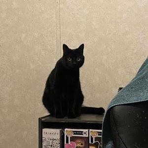 Lost Cat Ebony
