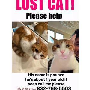 Lost Cat Pounce