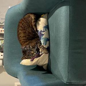 Lost Cat Millie