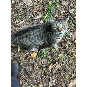 Lost Cat Chunky