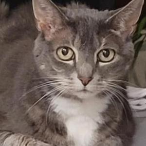 Image of Skye, Lost Cat