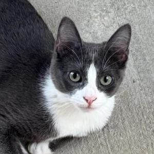Image of Pearl, Lost Cat
