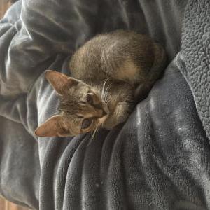 Image of Winky, Lost Cat