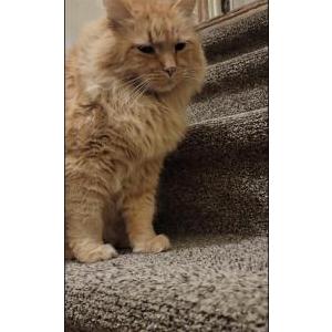 Image of Bobby, Lost Cat