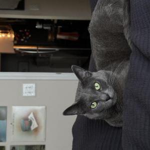 Lost Cat Elias