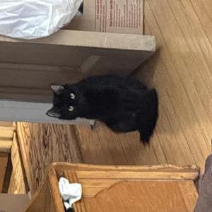 Lost Cat Kali