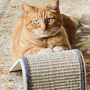 Image of Jack, Lost Cat