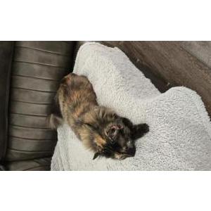 Image of Unknown, Found Cat