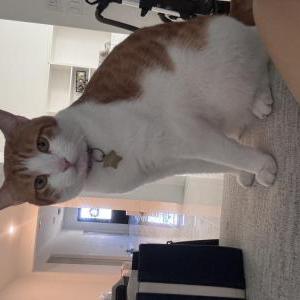 Lost Cat Envy