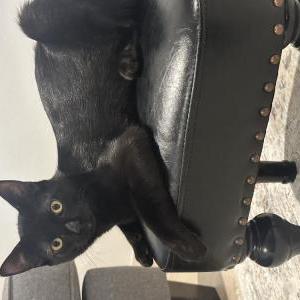 Lost Cat Billu