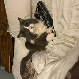 Lost Cat Vinny