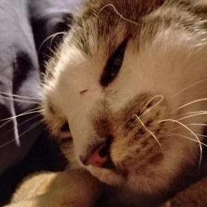 Lost Cat Half Hitler