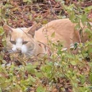 Found Cat unknown