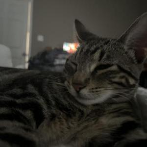 Lost Cat Layla