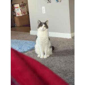 Lost Cat Goose