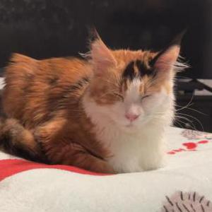 Image of Jellybean, Lost Cat