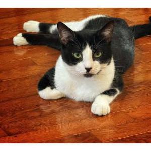 Lost Cat Sake