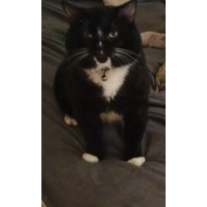 Lost Cat Blackjack