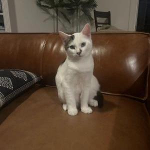 Image of Giggle, Lost Cat