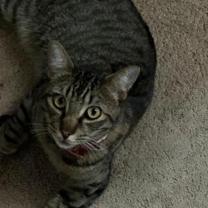 Image of Gunther, Lost Cat