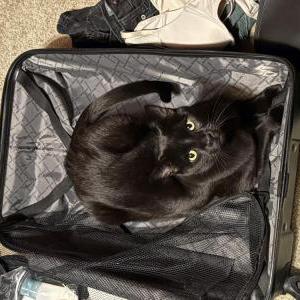 Lost Cat Peter