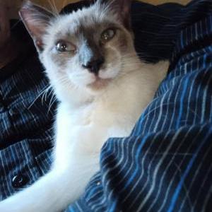 Image of Sir Pounce-A-Lot, Lost Cat