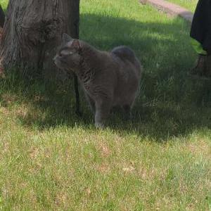 Lost Cat Kyeme, Kye