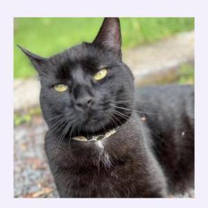 Image of Big Mac, Lost Cat