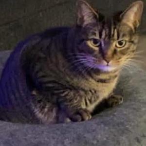 Image of Cloe, Lost Cat