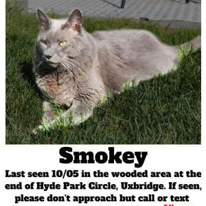 Image of Smokey, Lost Cat