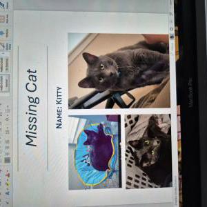 Lost Cat Kitty
