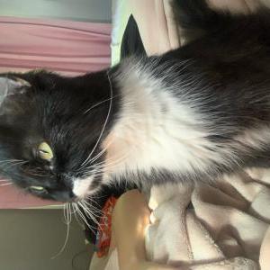 Image of Minie, Lost Cat