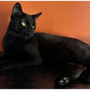 Lost Cat Oki