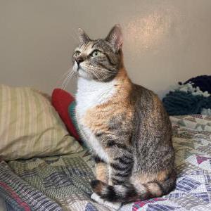 Lost Cat Gertrude