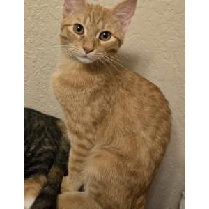 Lost Cat Roarick