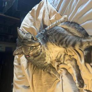 Lost Cat Sakura “Saki”