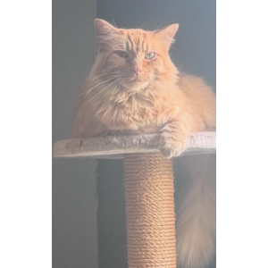 Lost Cat Garfield