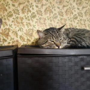 Lost Cat BobCat