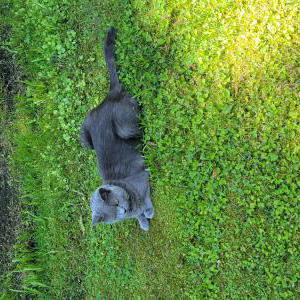 Lost Cat Cessna