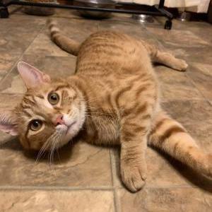Lost Cat Bubbles or Bubby