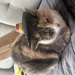 Lost Cat Mews