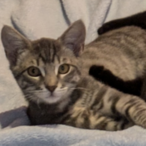 Lost Cat Tigger Whiskers