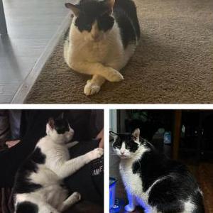 Lost Cat Mr. G