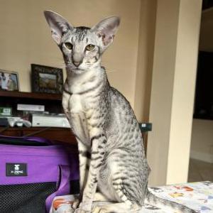 Lost Cat Chachi