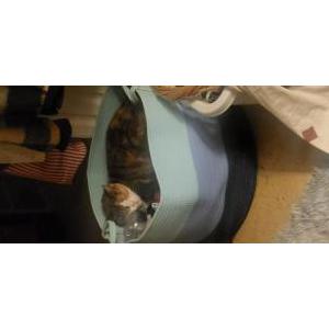 Lost Cat Lois