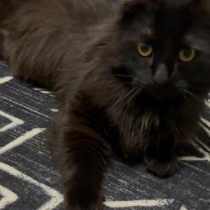 Lost Cat Spooky