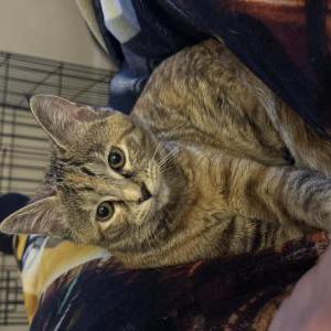 Lost Cat Kitty
