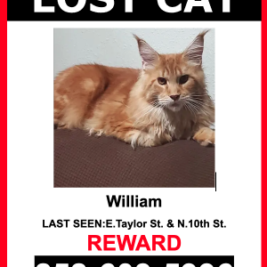 Lost Cat WILLIAM