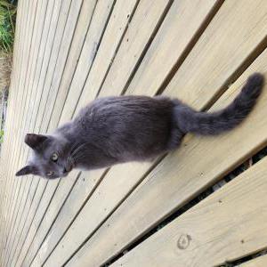 Image of Unknown, Found Cat