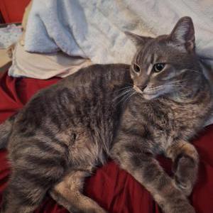 Lost Cat Asher